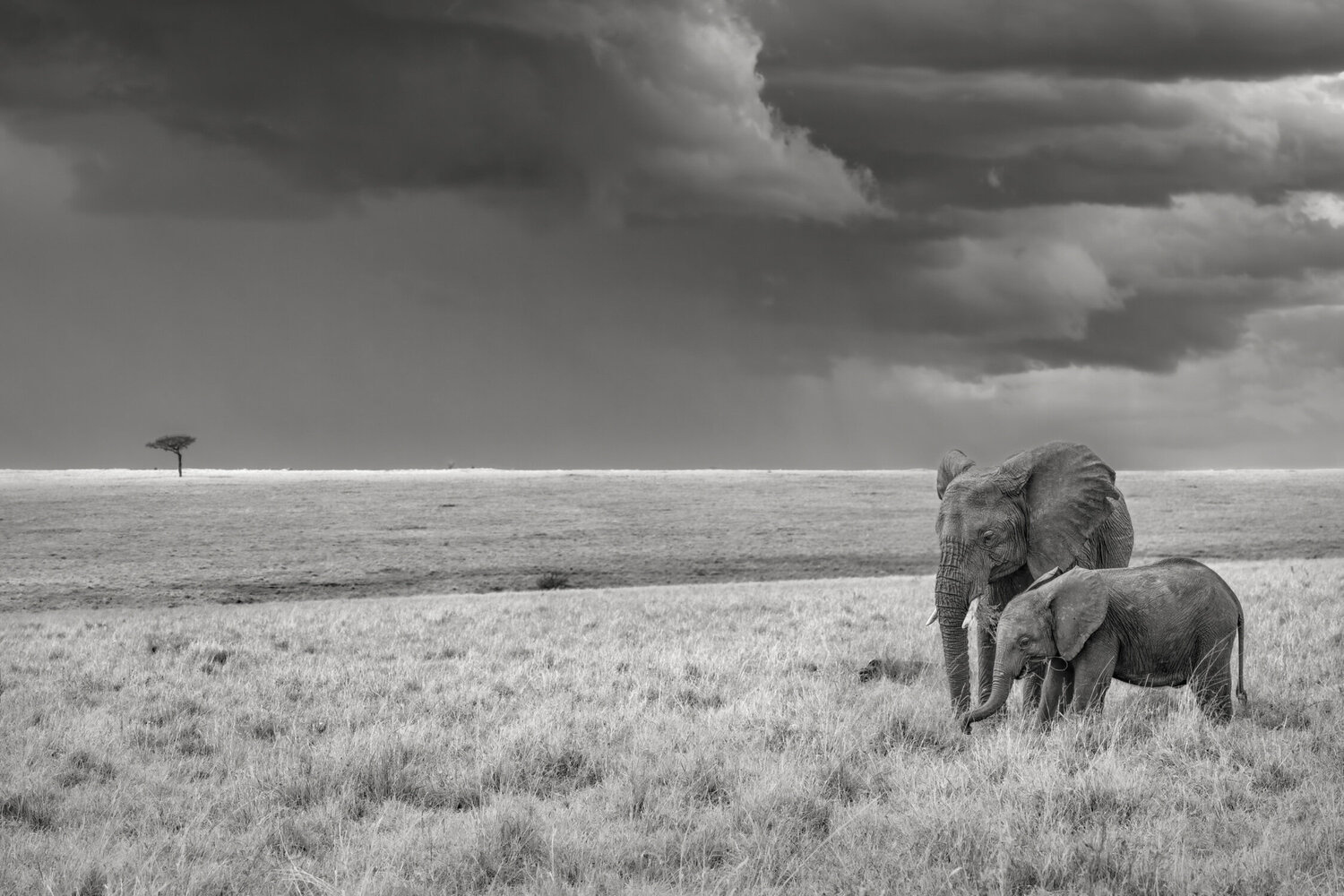 Harmony (S) Composing the Wild