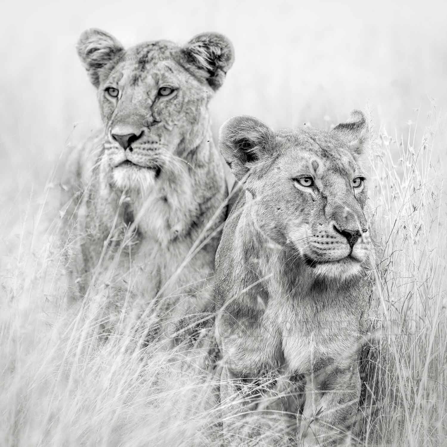 Eyes Left, Eyes Right (S) Composing the Wild