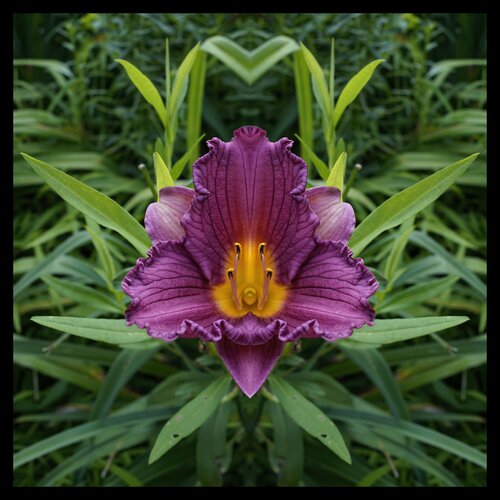 Lily Confrere van Stephen Calhoun, Fotografie te koop op Singulart