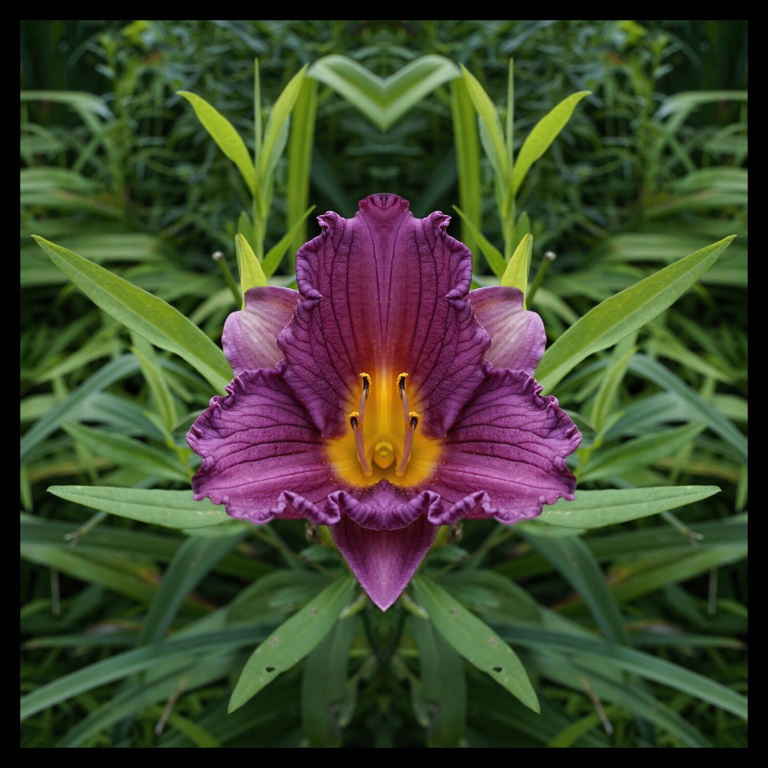 Lily Confrere Stephen Calhoun