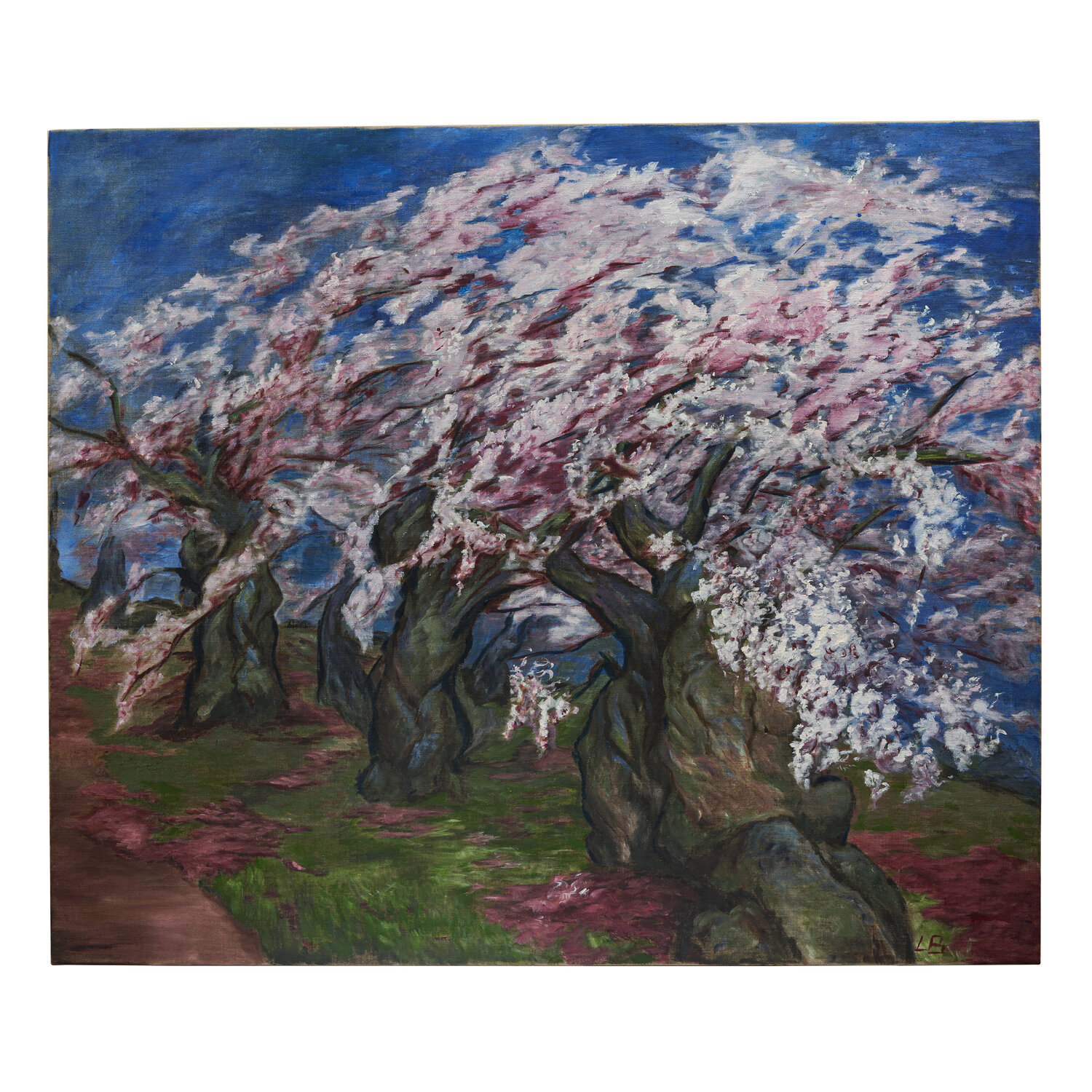 Flowering trees in Central Park Elena Baltser