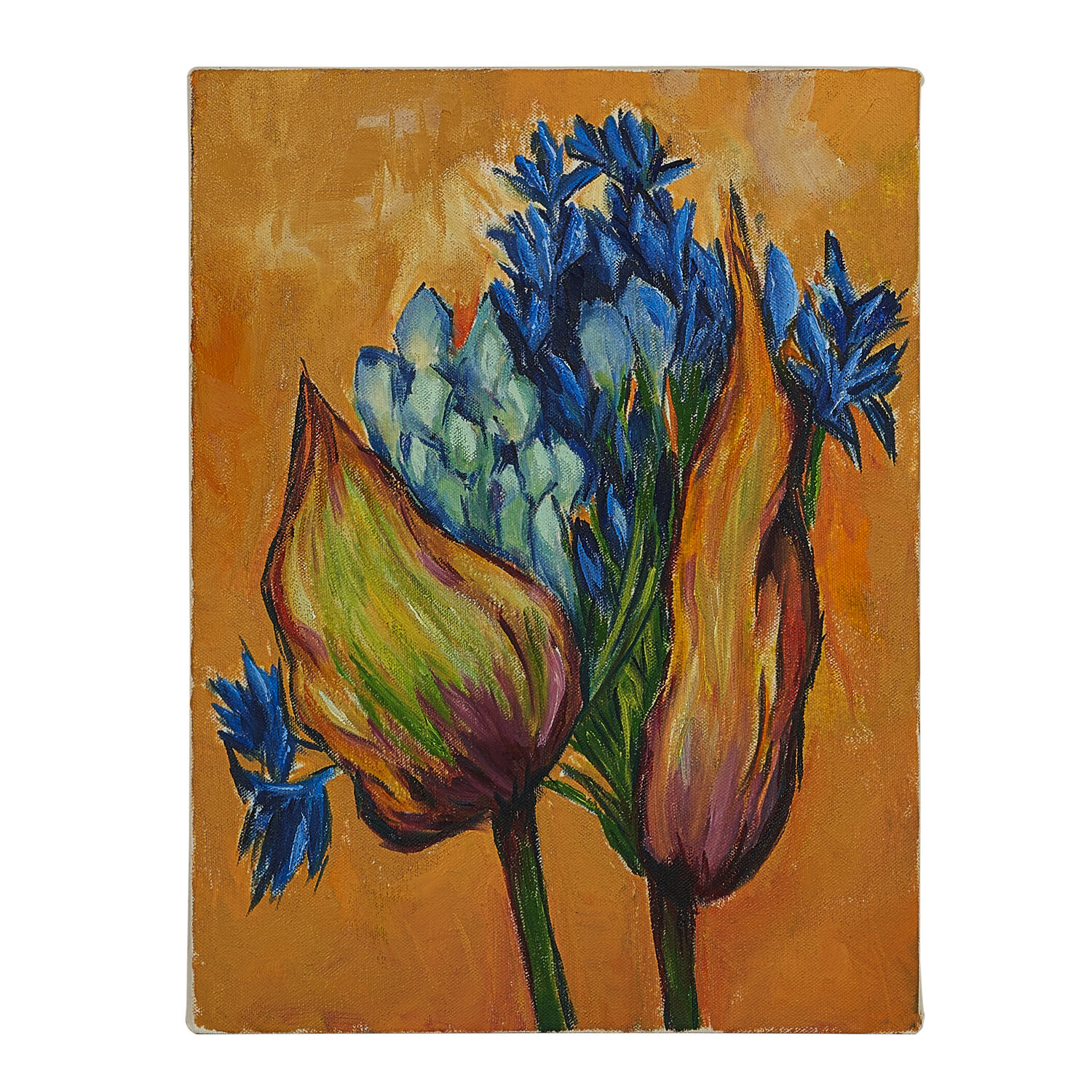 Agapanthus Elena Baltser