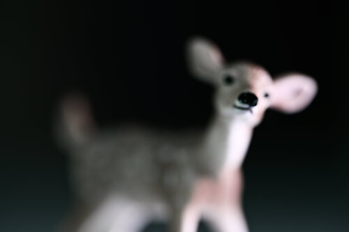 Faon by Julien CHADAIGNE, Photography for Sale on Singulart