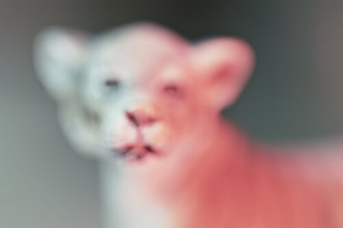 Petit Tigre by Julien CHADAIGNE, 写真 for Sale on Singulart