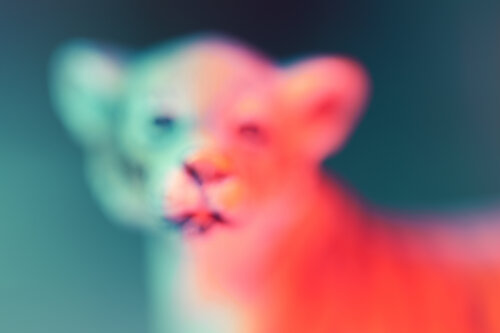 Petit Tigre by Julien CHADAIGNE, Photography for Sale on Singulart