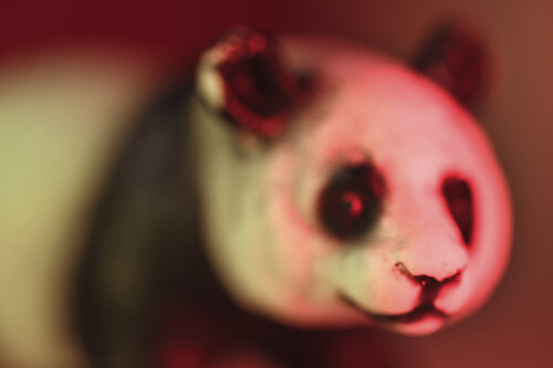 Panda by Julien CHADAIGNE, Photography for Sale on Singulart