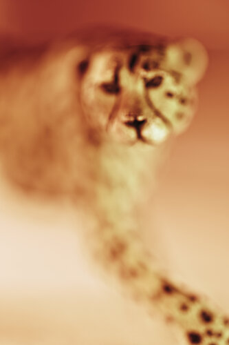 Léopard by Julien CHADAIGNE, Photography for Sale on Singulart