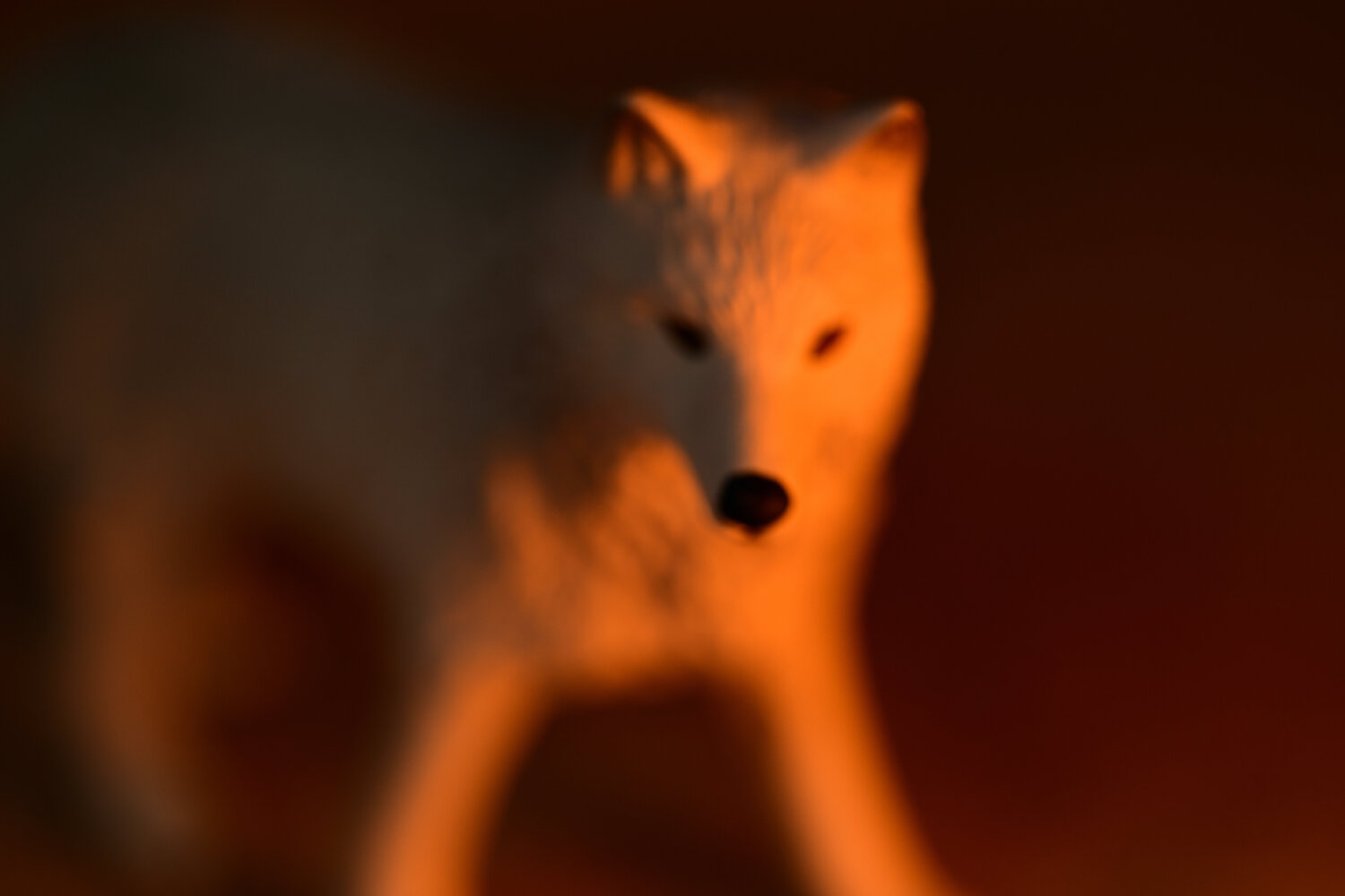 Loup blanc Julien CHADAIGNE Photography for sale