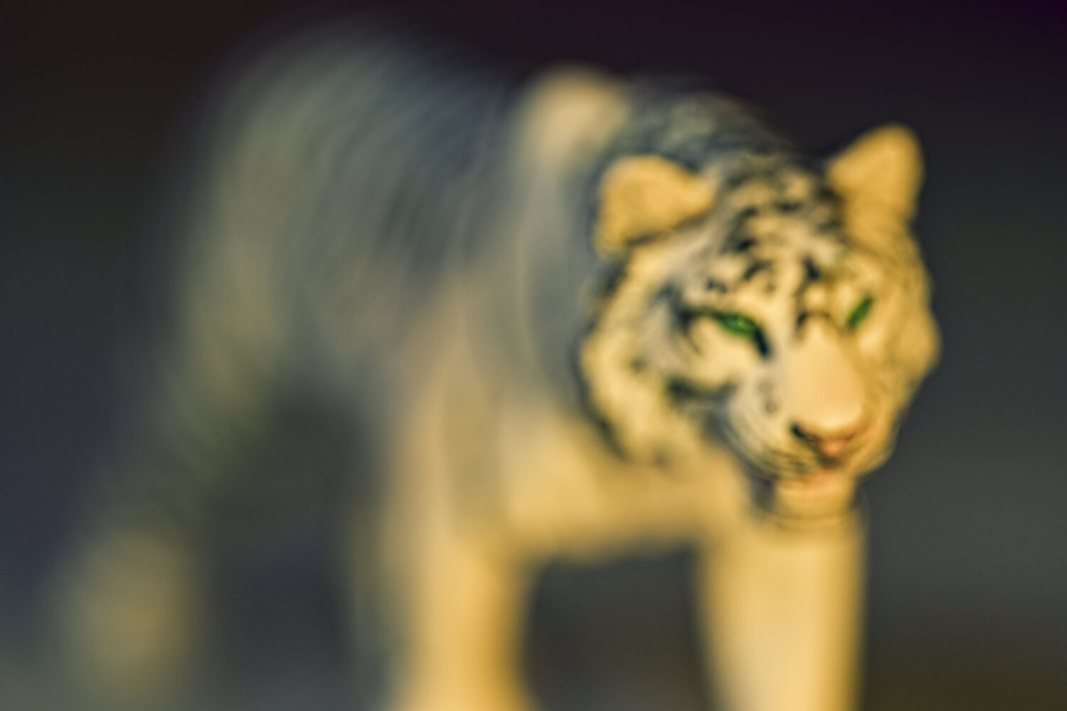 Tigre Julien CHADAIGNE Photography for sale