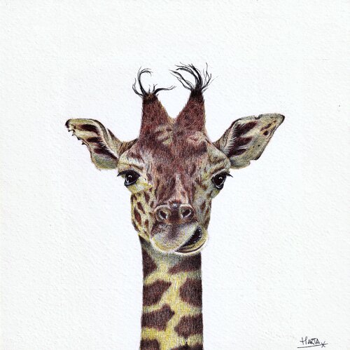 Retrato de una Jirafa by Marta García González, Drawing for Sale on Singulart