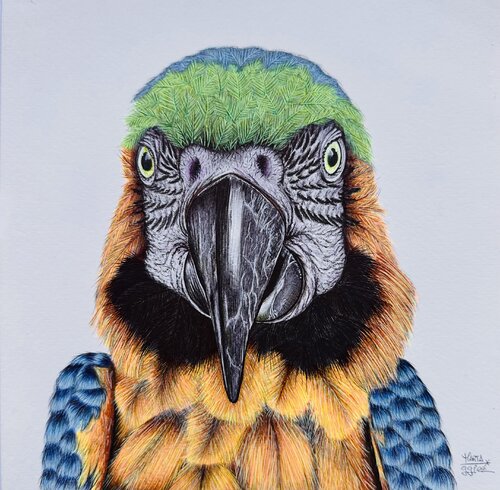 Retrato de un Guacamayo by Marta García González, Drawing for Sale on Singulart
