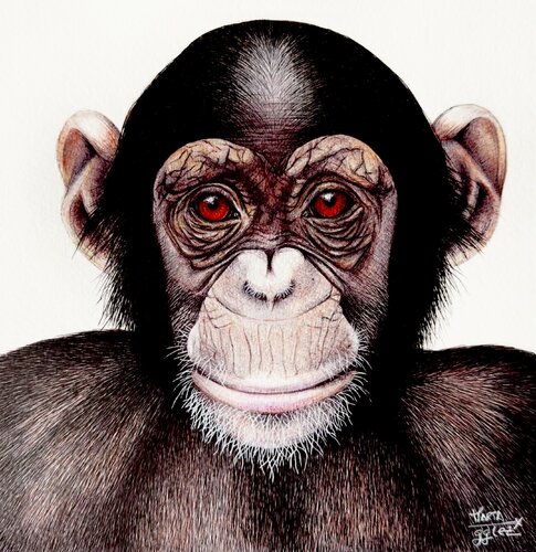 Retrato de un Chimpancé by Marta García González, Drawing for Sale on Singulart