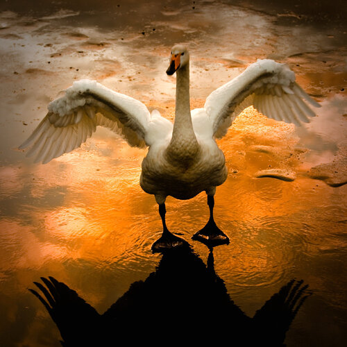 Reykjavik svan van Johann Smari Karlsson, Fotografie te koop op Singulart