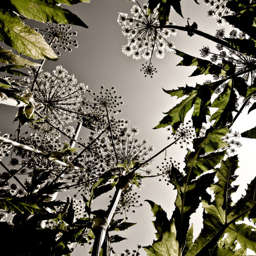 Angelica von Johann Smari Karlsson, Fotografie kaufen auf Singulart