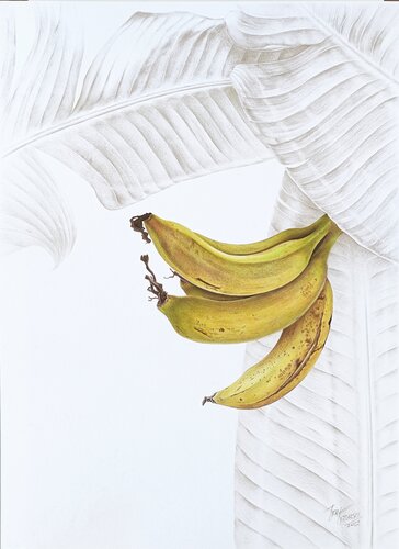 Banana. von igor kotlarski, Zeichnungen kaufen auf Singulart