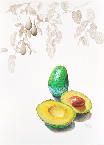 Flavors. Avocado von igor kotlarski, Zeichnungen kaufen auf Singulart