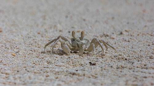 Curiosités du Sable von Lucas Biston Reichling, Fotografie kaufen auf Singulart