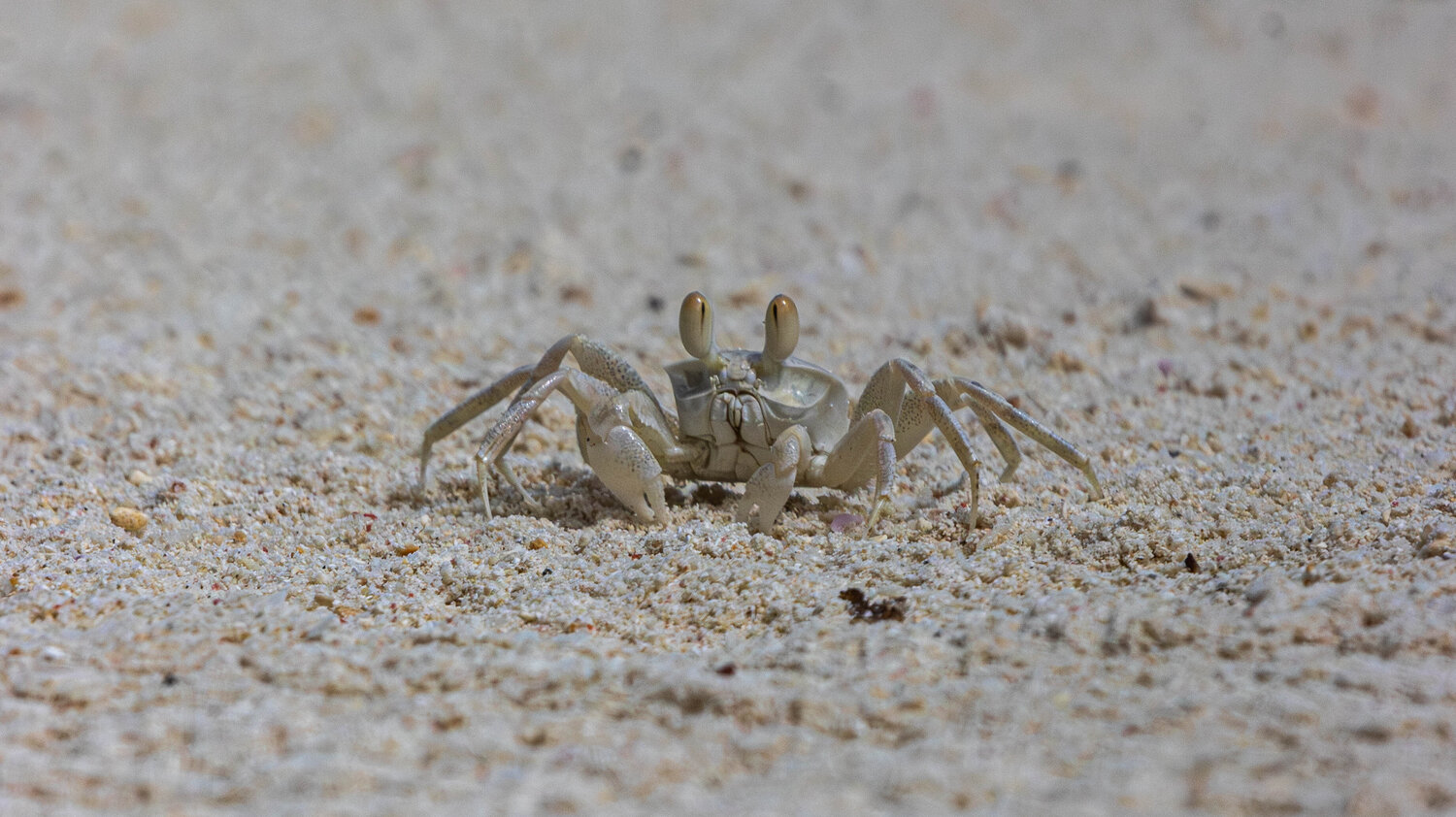 Curiosités du Sable Lucas Biston Reichling