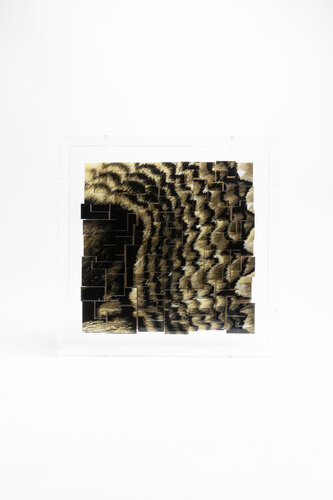 Fascination - Brahmaea hearseyi van Yann Crenn, Schilderij te koop op Singulart