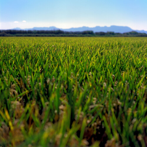Parc Natural de l'Albufera de València, Spain 2014 van Michel Meijer, Fotografie te koop op Singulart