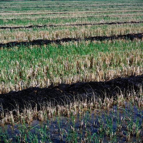 Parc Natural de l'Albufera de València, Spain 2014 van Michel Meijer, Fotografie te koop op Singulart