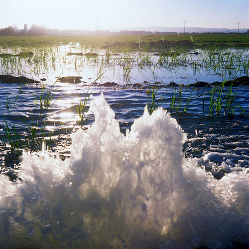 Parc Natural de l'Albufera de València, Spain 2014 di Michel Meijer, Fotografia in vendita su Singulart
