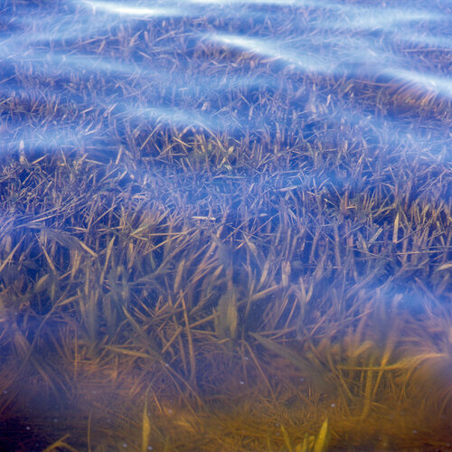 Parc Natural de l'Albufera de València, Spain 2022 van Michel Meijer, Fotografie te koop op Singulart