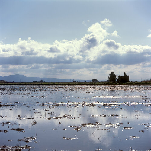 Parc Natural de l'Albufera de València, Spain 2022 de Michel Meijer, Fotografía a la venta en Singulart