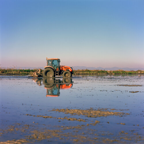 Parc Natural de l'Albufera de València, Spain 2022 von Michel Meijer, Fotografie kaufen auf Singulart