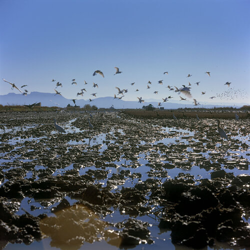 Parc Natural de l'Albufera de València, Spain 2022 van Michel Meijer, Fotografie te koop op Singulart