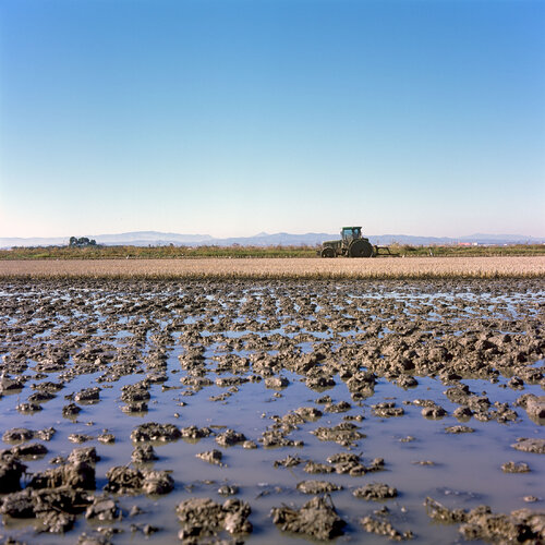 Parc Natural de l'Albufera de València, Spain 2022 van Michel Meijer, Fotografie te koop op Singulart