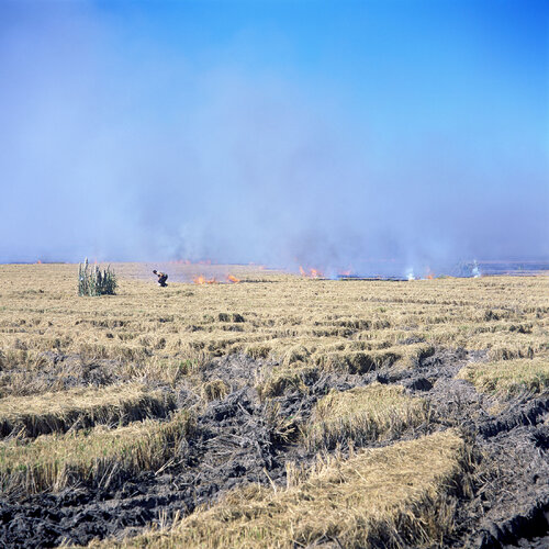Parc Natural de l'Albufera de València, Spain 2014 de Michel Meijer, Fotografía a la venta en Singulart