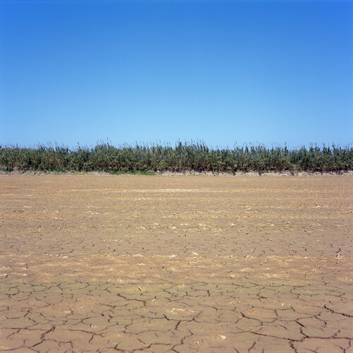 Parc Natural de l'Albufera de València, Spain 2022 van Michel Meijer, Fotografie te koop op Singulart