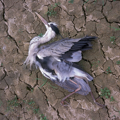 Parc Natural de l'Albufera de València, Spain 2022 van Michel Meijer, Fotografie te koop op Singulart