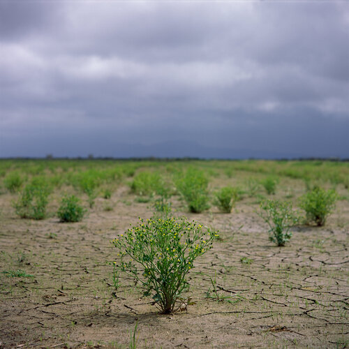 Parc Natural de l'Albufera de València, Spain 2022 van Michel Meijer, Fotografie te koop op Singulart