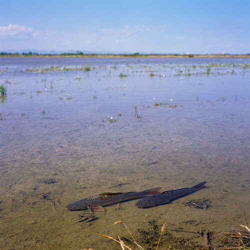 Parc Natural de l'Albufera de València, Spain 2022 von Michel Meijer, Fotografie kaufen auf Singulart