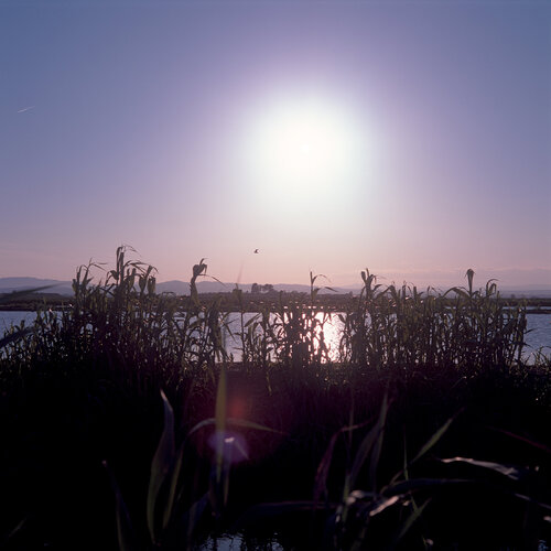 Parc Natural de l'Albufera de València, Spain 2022 de Michel Meijer, Fotografía a la venta en Singulart
