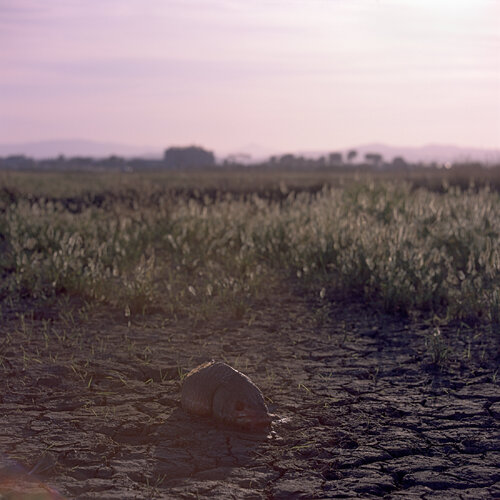 Parc Natural de l'Albufera de València, Spain 2022 van Michel Meijer, Fotografie te koop op Singulart