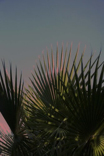 Cactus on pink shades par Geraldine Haas, Photographie en vente sur Singulart