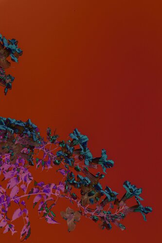 Flowers on red par Geraldine Haas, Photographie en vente sur Singulart