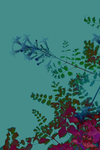 Florett on Blue par Geraldine Haas, Photographie en vente sur Singulart