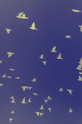 Birds on Blue par Geraldine Haas, Photographie en vente sur Singulart