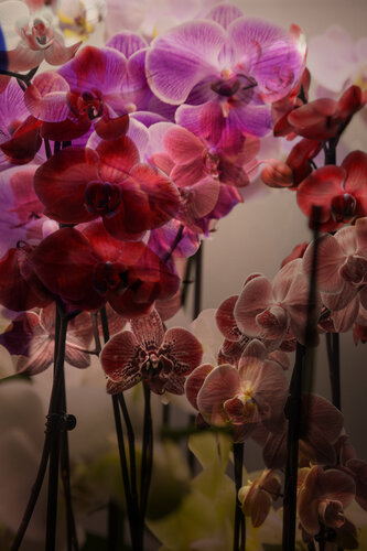 Orchids par Geraldine Haas, Photographie en vente sur Singulart