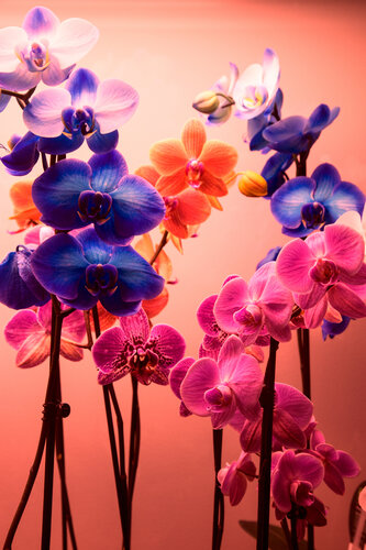 Orchids par Geraldine Haas, Photographie en vente sur Singulart