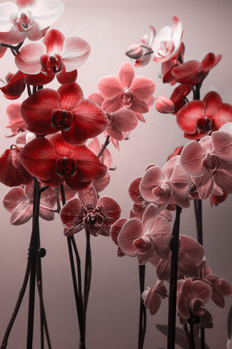 Orchids par Geraldine Haas, Photographie en vente sur Singulart