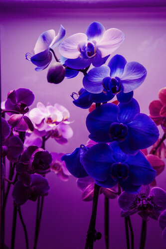 Orchids par Geraldine Haas, Photographie en vente sur Singulart
