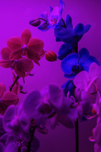 Orchids par Geraldine Haas, Photographie en vente sur Singulart