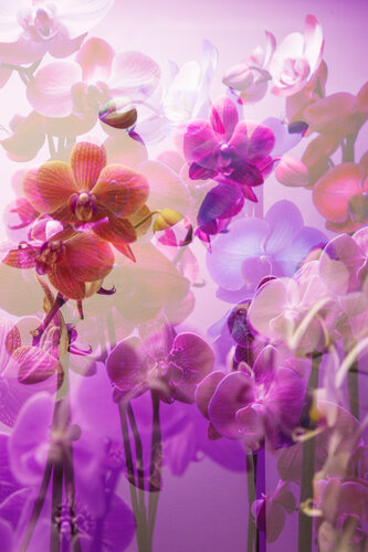 Orchids di Geraldine Haas, Fotografia in vendita su Singulart