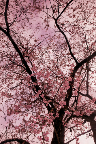 Pink Blossom par Geraldine Haas, Photographie en vente sur Singulart