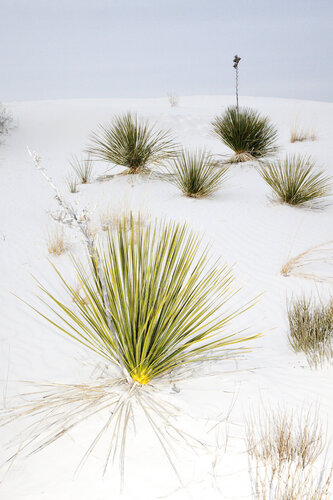 Witte Sands van Geraldine Haas, Fotografie te koop op Singulart